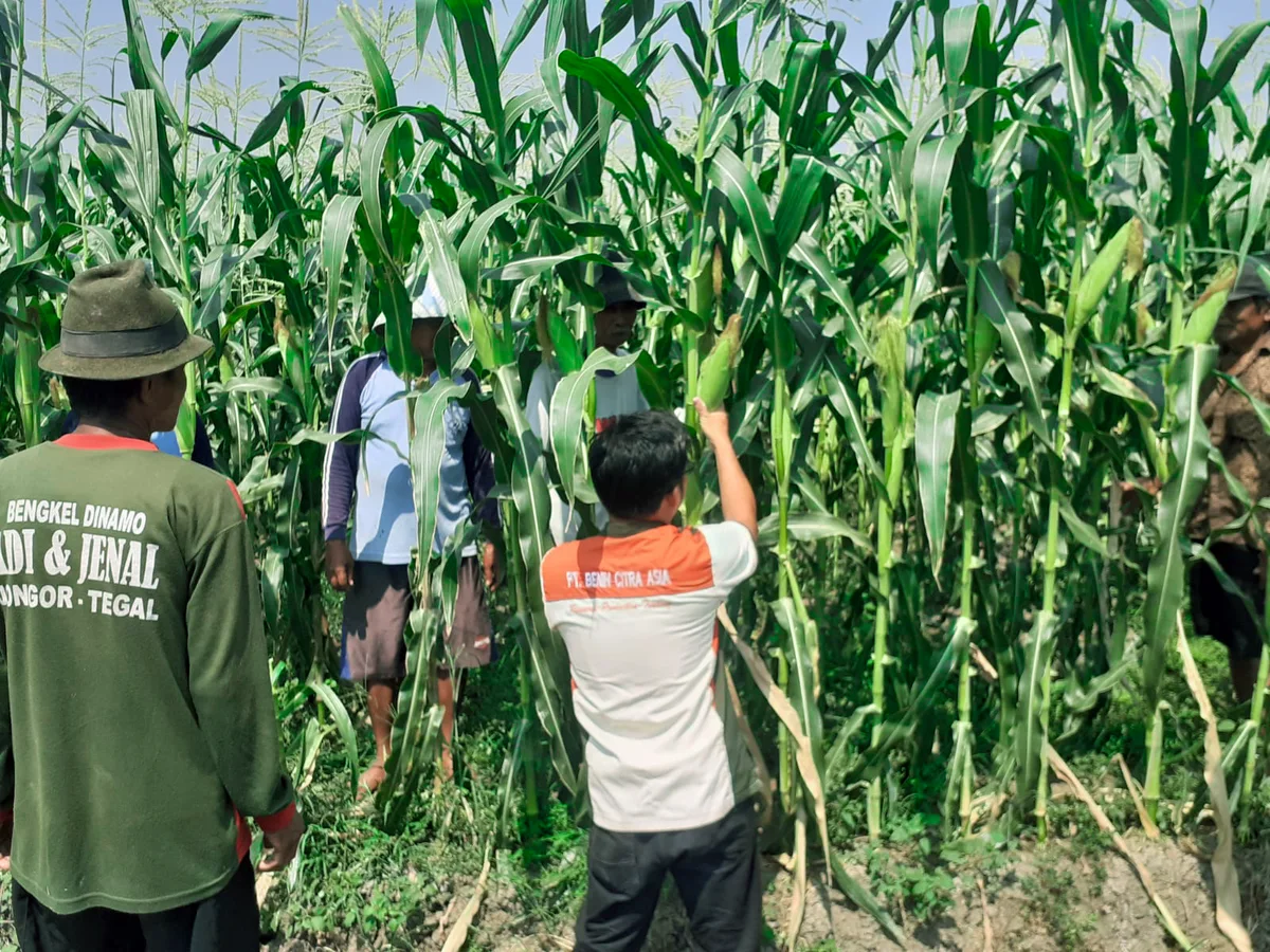 benih unggul jagung manis andalan petani, benih jagung manis unggul, benih jagung unggul terbaru, jagung unggul, benih unggul jagung, benih jagung yang unggul dan berkualitas tinggi di musim kemarau, bibit unggul jagung manis, benih jagung unggulan, benih jagung manis terbaik, benih jagung raja, benih jagung 99, benih unggul jagung romanza f1, benih unggul jagung stabil f1, benih unggul jagung mabes f1, benih unggul jagung romanza f1, benih unggul jagung stabil f1, benih unggul jagung mabes f1, benih unggul jagung romanza f1, benih unggul jagung stabil f1, benih unggul jagung mabes f1, benih unggul jagung romanza f1, benih unggul jagung stabil f1, benih unggul jagung mabes f1, benih unggul jagung romanza f1, benih unggul jagung stabil f1, benih unggul jagung mabes f1, benih unggul jagung romanza f1, benih unggul jagung stabil f1, benih unggul jagung mabes f1, benih unggul jagung romanza f1, benih unggul jagung stabil f1, benih unggul jagung mabes f1, benih unggul jagung romanza f1, benih unggul jagung stabil f1, benih unggul jagung mabes f1, benih unggul jagung romanza f1, benih unggul jagung stabil f1, benih unggul jagung mabes f1, benih unggul jagung romanza f1, benih unggul jagung stabil f1, benih unggul jagung mabes f1, benih unggul jagung romanza f1, benih unggul jagung stabil f1, benih unggul jagung mabes f1, benih unggul jagung romanza f1, benih unggul jagung stabil f1, benih unggul jagung mabes f1, benih unggul jagung romanza f1, benih unggul jagung stabil f1, benih unggul jagung mabes f1, benih unggul jagung romanza f1, benih unggul jagung stabil f1, benih unggul jagung mabes f1, benih unggul jagung romanza f1, benih unggul jagung stabil f1, benih unggul jagung mabes f1, benih unggul jagung romanza f1, benih unggul jagung stabil f1, benih unggul jagung mabes f1, benih unggul jagung romanza f1, benih unggul jagung stabil f1, benih unggul jagung mabes f1, benih unggul jagung romanza f1, benih unggul jagung stabil f1, benih unggul jagung mabes f1,